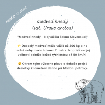 MEDVEĎ HNEDÝ – Kráľ našich lesov
